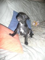 Stafbul Aisha