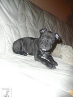 Stafbul Aisha