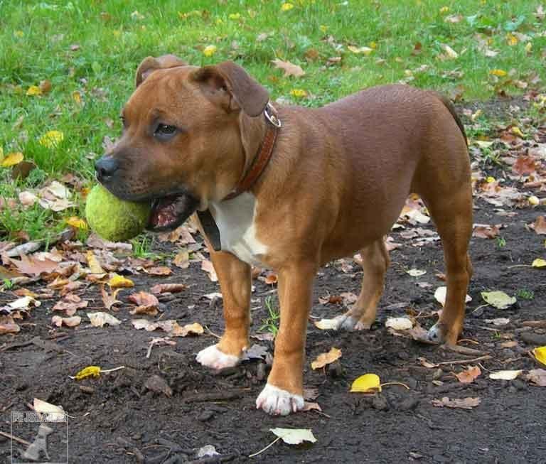 MAJA