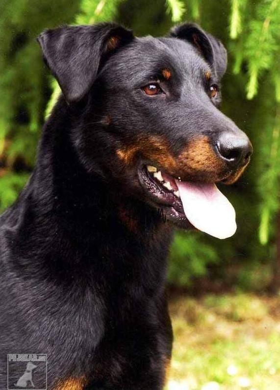 Beauceron - ch.st. AWAKE