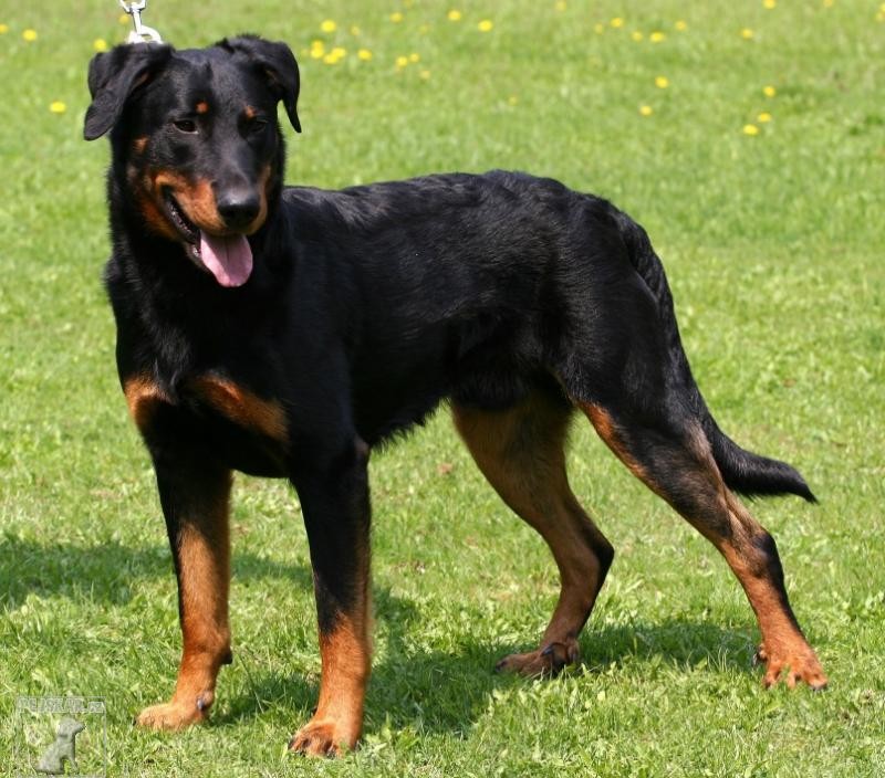 Beauceron - ch.st. AWAKE