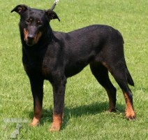 Beauceron - ch.st. AWAKE