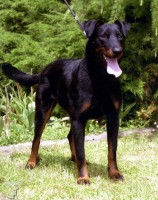 Beauceron - ch.st. AWAKE