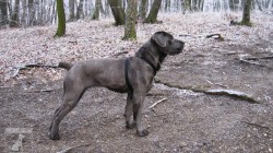 Cane corso 31.12.2008