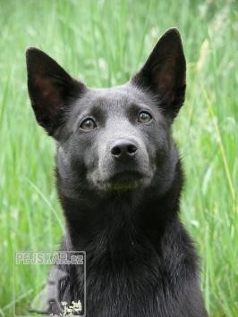 Australská kelpie