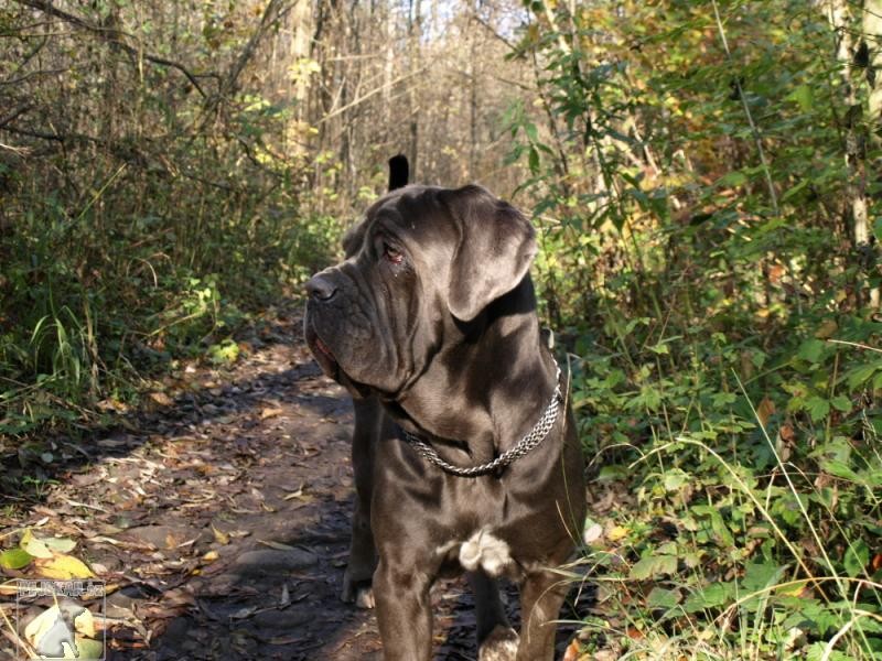 Mastino napolitano