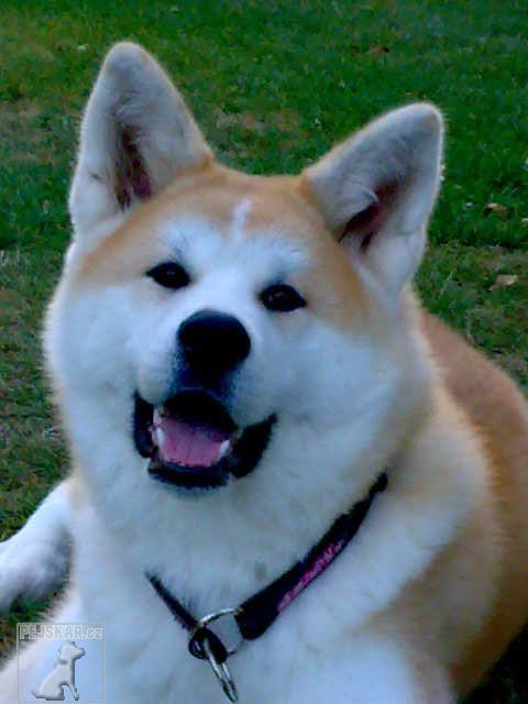 Akita inu ch.s.Atemi Ryu