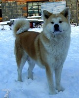 Akita inu ch.s.Atemi Ryu