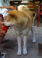 Akita inu ch.s.Atemi Ryu