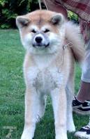 Akita inu ch.s.Atemi Ryu