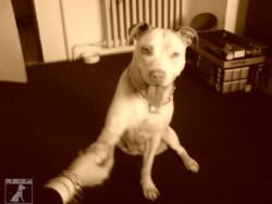 jessy