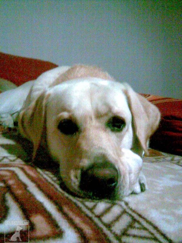 Rocky