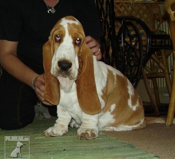 Basset Hound - Eminescu z Valachitu (Ozzy)