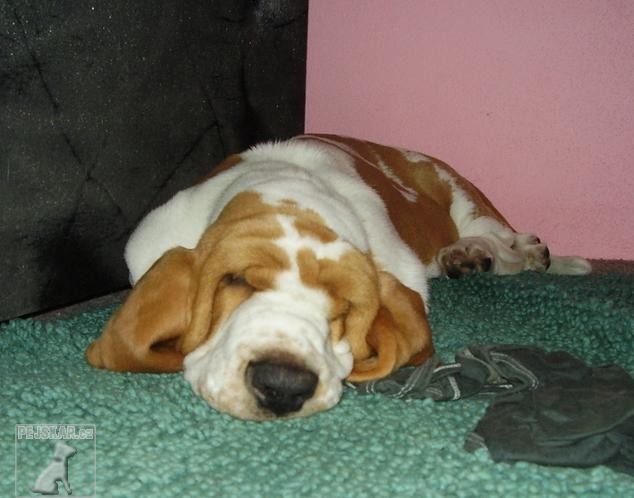 Basset Hound - Eminescu z Valachitu (Ozzy)