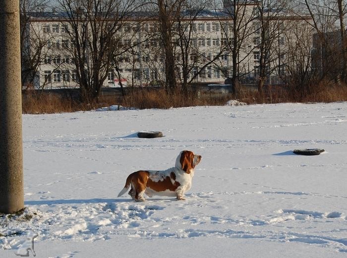 Basset Hound - Eminescu z Valachitu (Ozzy)