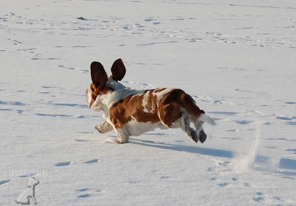 Basset Hound - Eminescu z Valachitu (Ozzy)