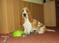 Basset Hound - Eminescu z Valachitu (Ozzy)