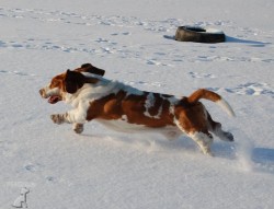 Basset Hound - Eminescu z Valachitu (Ozzy)