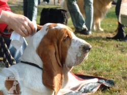 Basset Hound - Eminescu z Valachitu (Ozzy)