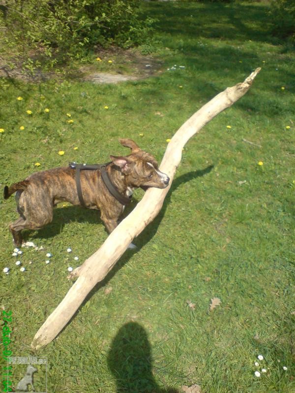 Dag