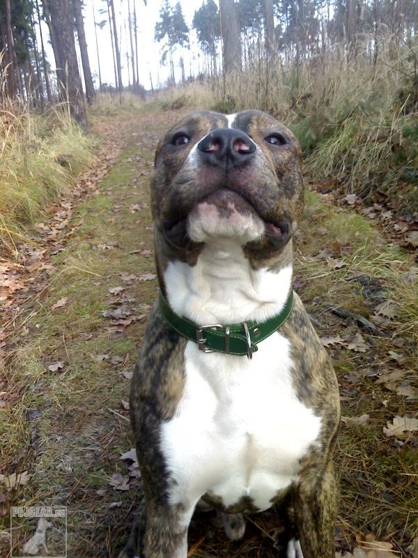Dag