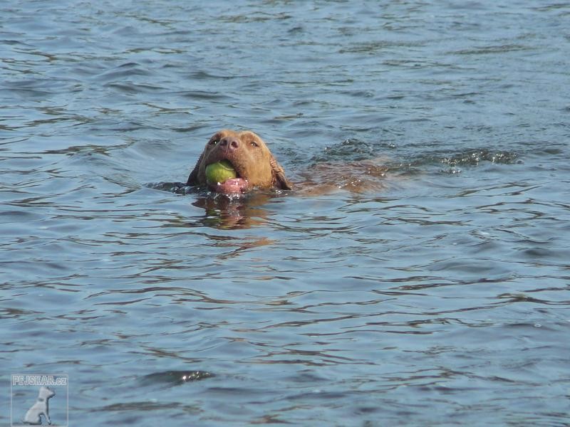 Chesapeake Bay Retriever