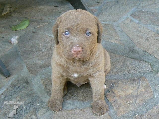 Chesapeake Bay Retriever