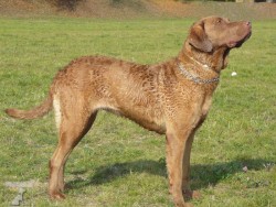 Chesapeake Bay Retriever