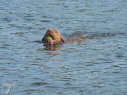 Chesapeake Bay Retriever