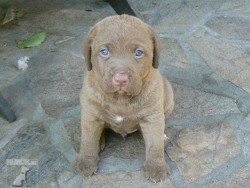 Chesapeake Bay Retriever