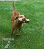 Chesapeake Bay Retriever
