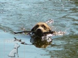 Chesapeake Bay Retriever