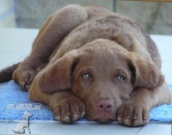 Chesapeake Bay Retriever