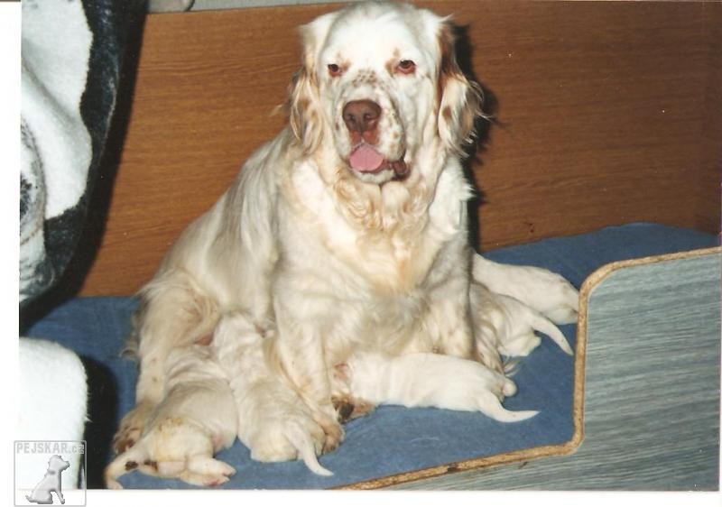 clumber spaniel