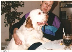 clumber spaniel