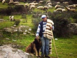 Cao da Serra da Estrela