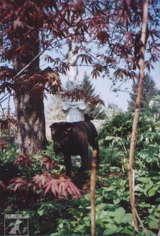 DULI - Chov. stanice plemene Šarpej  -  shar-pei