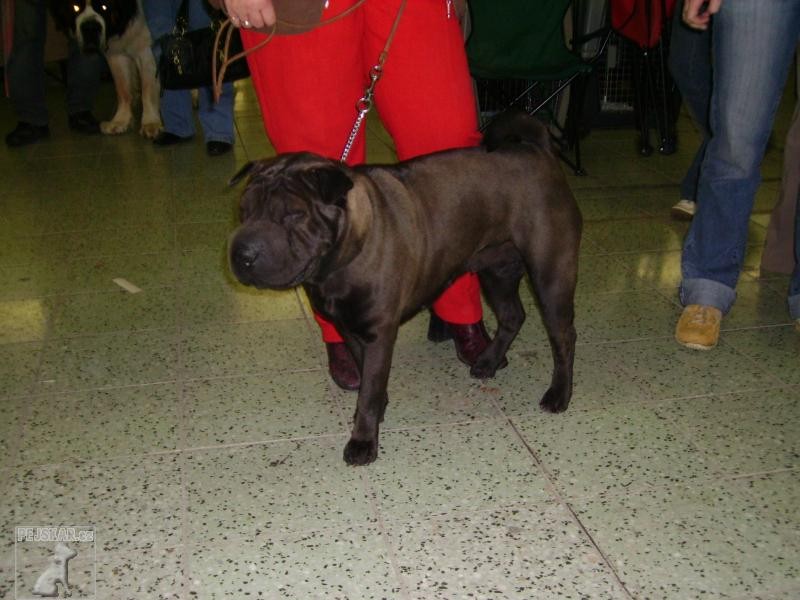 DULI - Chov. stanice plemene Šarpej  -  shar-pei