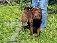 DULI - Chov. stanice plemene Šarpej  -  shar-pei