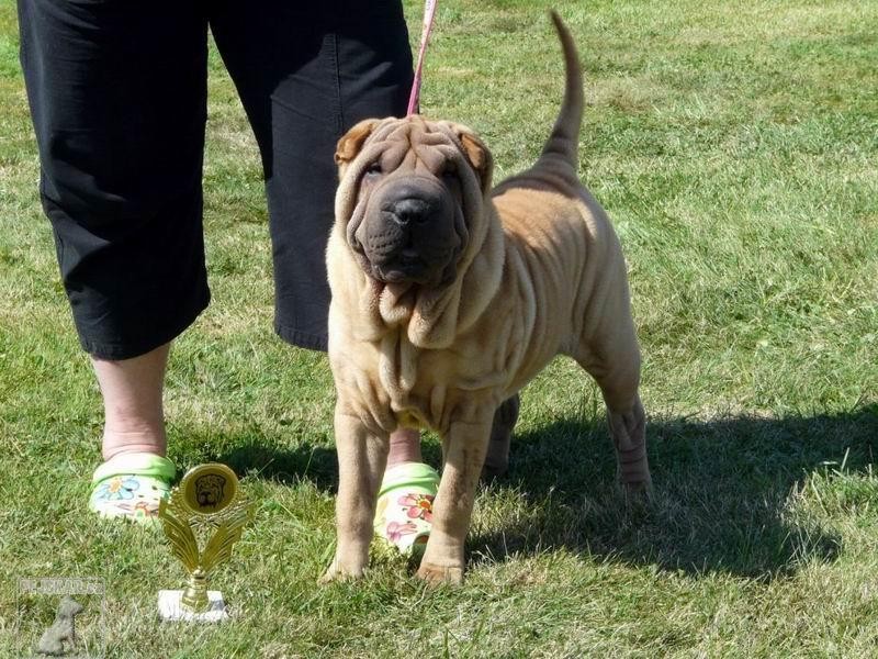 DULI - Chov. stanice plemene Šarpej  -  shar-pei