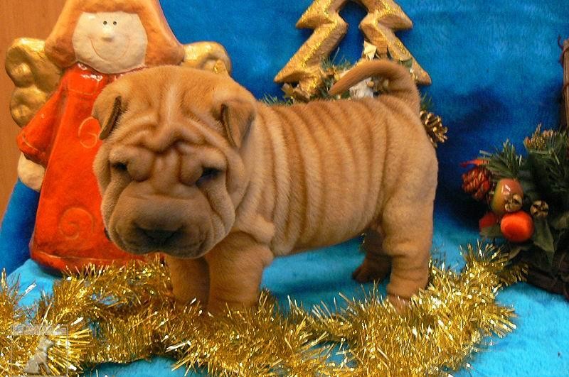 DULI - Chov. stanice plemene Šarpej  -  shar-pei