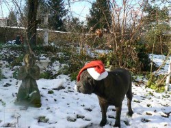 DULI - Chov. stanice plemene Šarpej  -  shar-pei