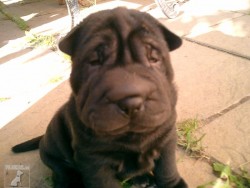 DULI - Chov. stanice plemene Šarpej  -  shar-pei