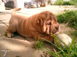 DULI - Chov. stanice plemene Šarpej  -  shar-pei