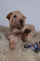 DULI - Chov. stanice plemene Šarpej  -  shar-pei