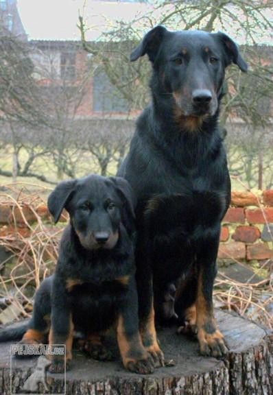 Beauceron - štěňata