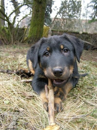 Beauceron - štěňata