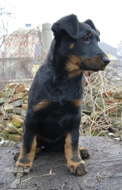 Beauceron - štěňata