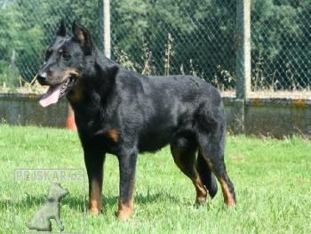 Beauceron - štěňata