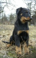 Beauceron - štěňata